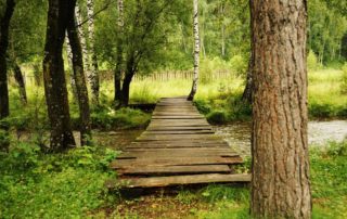 Navigating a path in the woods while on a journey of grief.